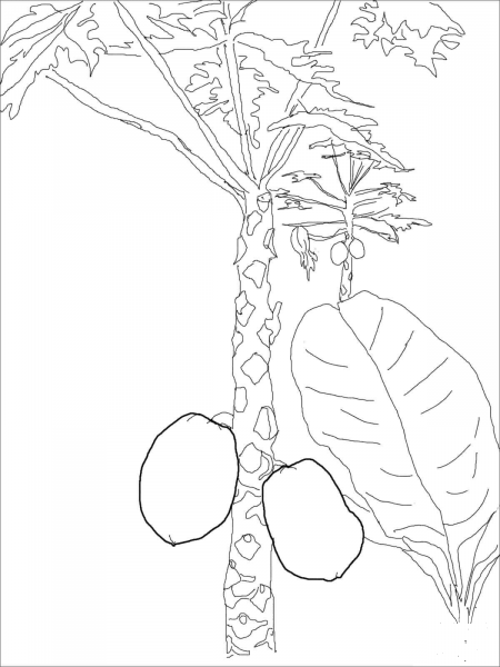Papaya Tree coloring page image