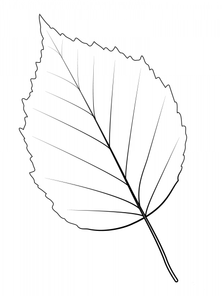 Paper Birch Leaf coloring page image