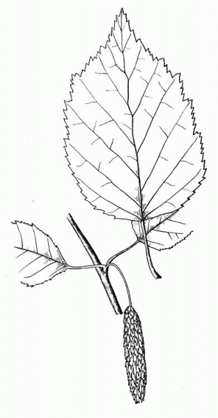 Paper Birch or White Birch or Canoe Birch Leaf coloring page image
