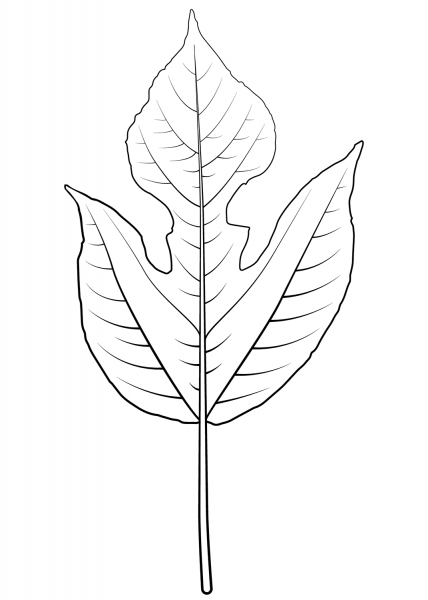 Paper Mulberry Leaf coloring page image