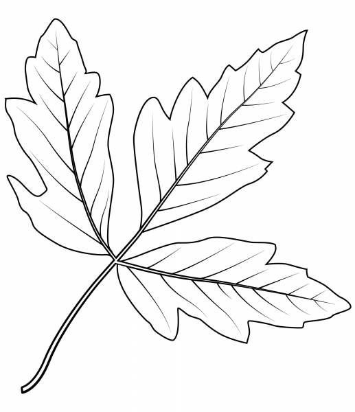 Paperbark Maple Leaf coloring page image