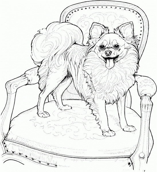 Papillon coloring page image