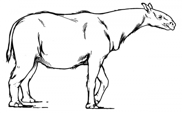 Paraceratherium extinct rhinoceros-like mammal coloring page image