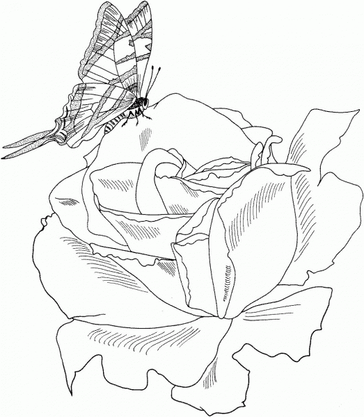 Parade Bush Rose with Butterfly coloring page image