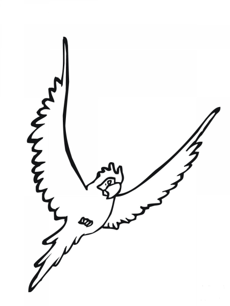 Parakeet Bird coloring page image