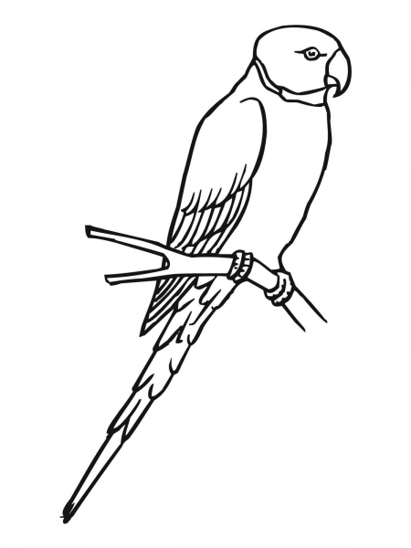 Parakeet coloring page image