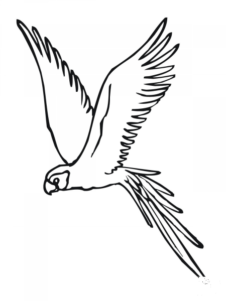 Parakeet Fly coloring page image