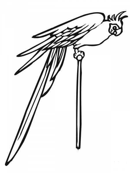 Parakeet on a Pole coloring page image