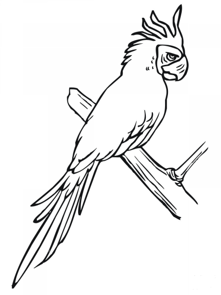 Parakeet Perched on a Tree coloring page image