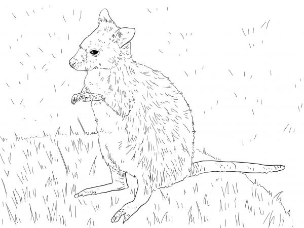Parma Wallaby coloring page image