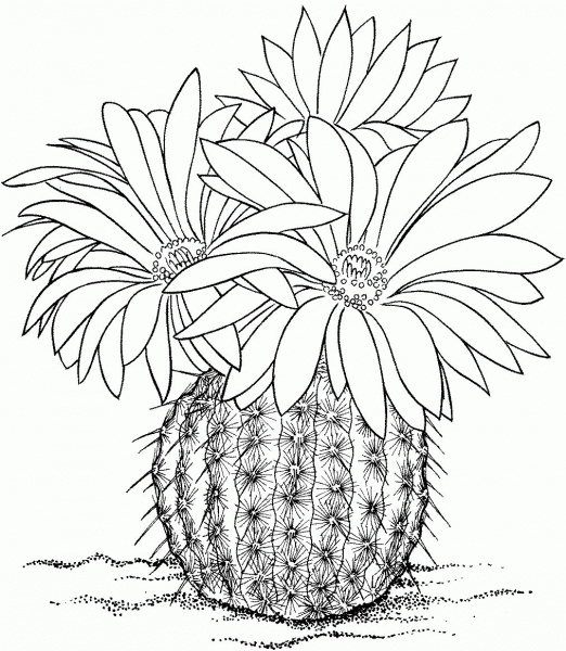 Parodia rutilans or Pink Ball Cactus coloring page image