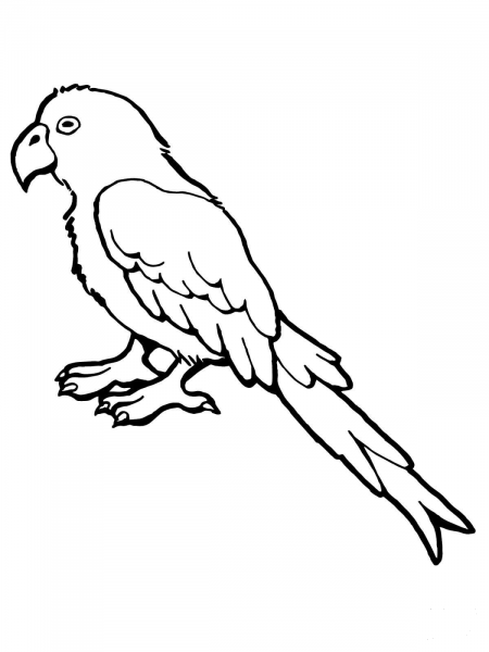 Parrot Bird coloring page image