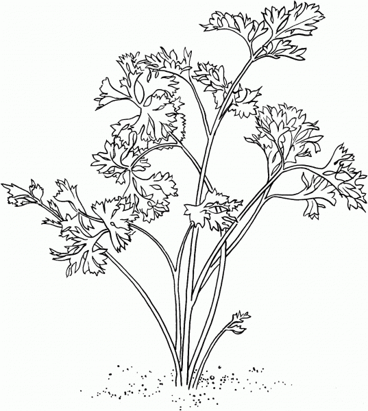 Parsley coloring page image
