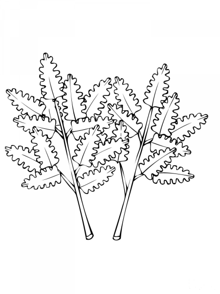 Parsley Leaves coloring page image