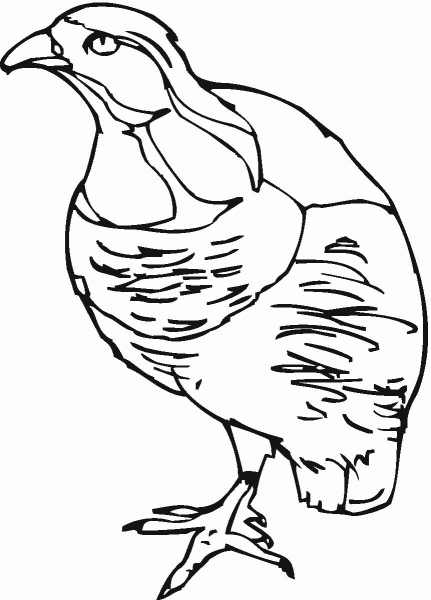 Partridge coloring page image