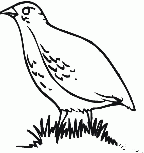 Partridge coloring page image