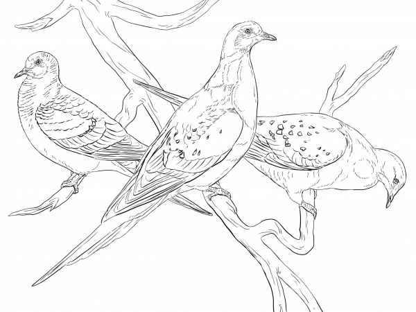 Passenger Pigeons coloring page image