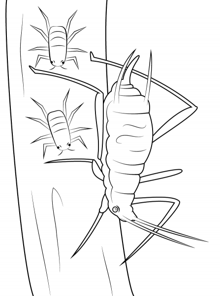 Pea Aphid coloring page image