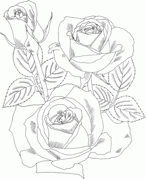 Peace Hybrid Tea Rose coloring page image