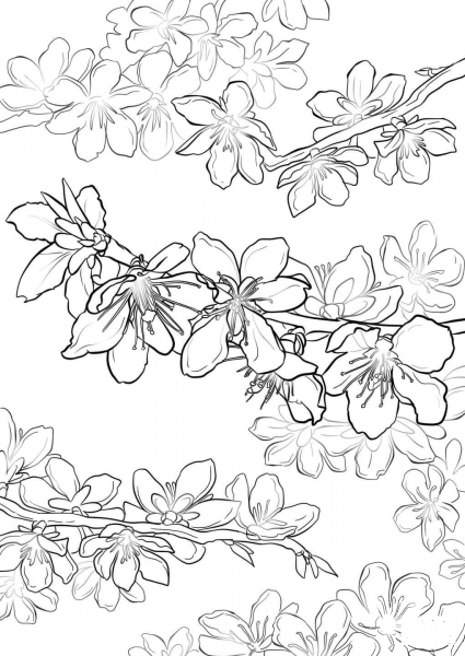Peach Blossom coloring page image