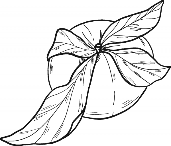 Peach coloring page image