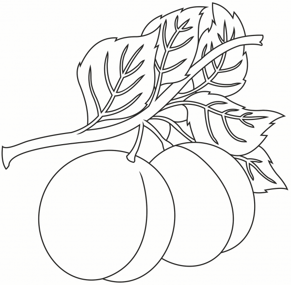 Peach coloring page image