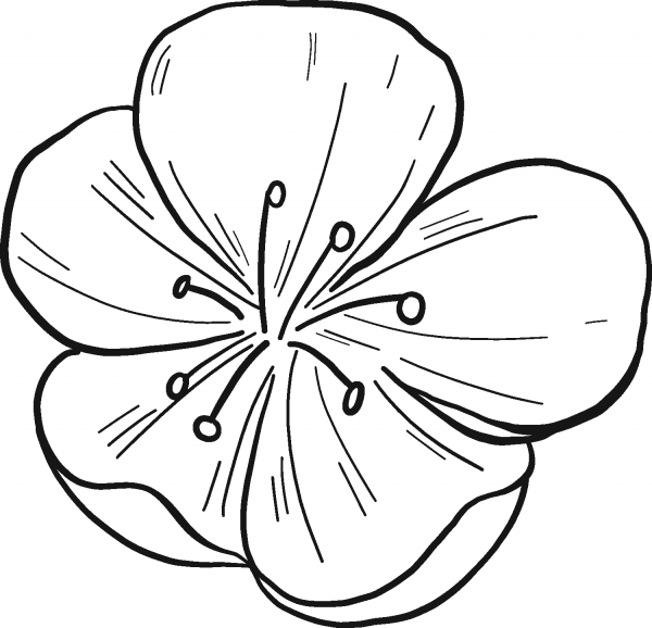 Peach Flower coloring page image