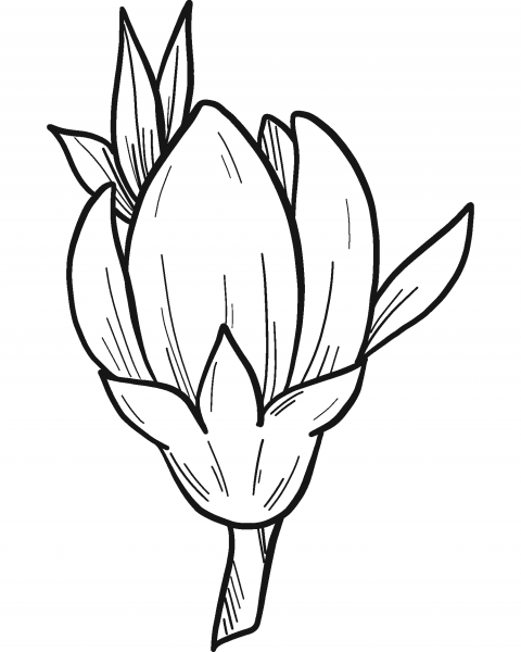 Peach Flower coloring page image