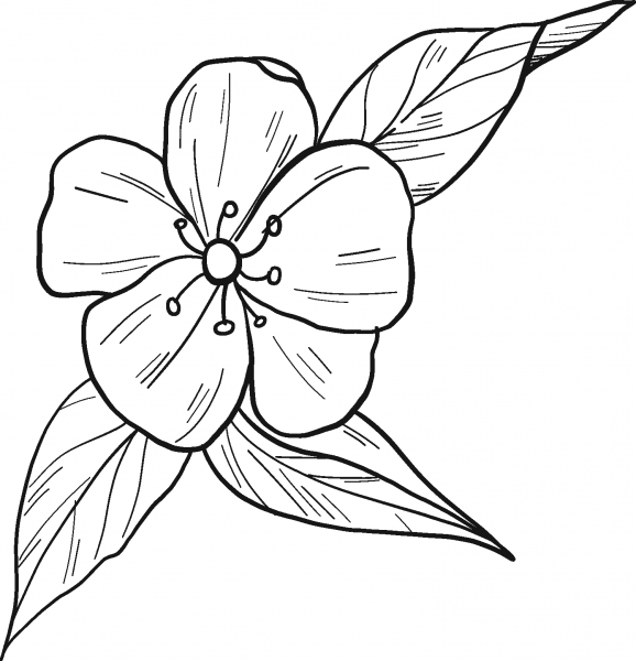 Peach Flower coloring page image