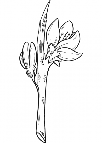 Peach Flowers coloring page image
