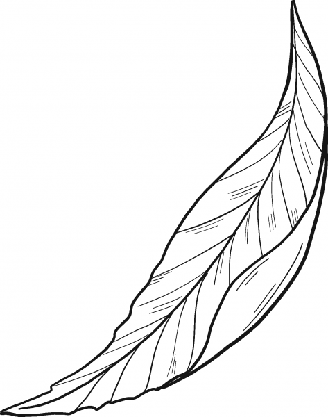 Peach Leaf coloring page image