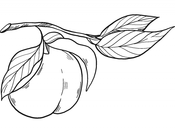 Peach on a Branch coloring page image