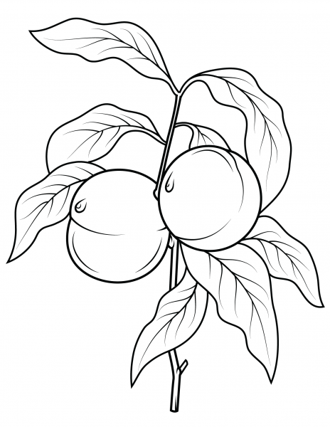 Peach Tree Branch coloring page image
