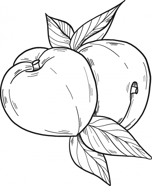 Peaches coloring page image