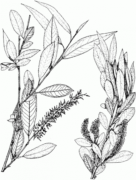 Peachleaf Willow Branchlet coloring page image