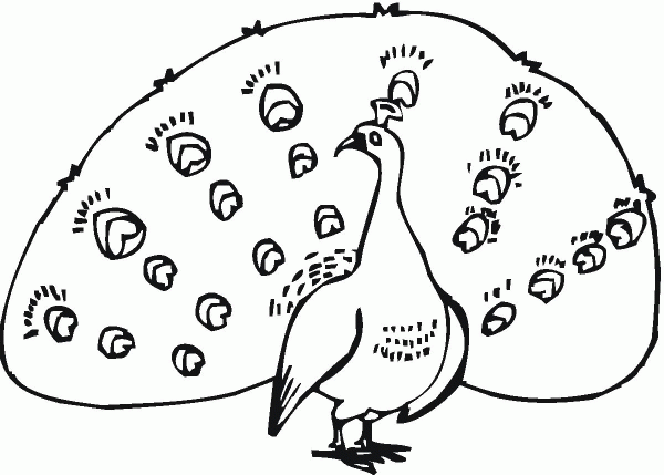 Peacock coloring page image