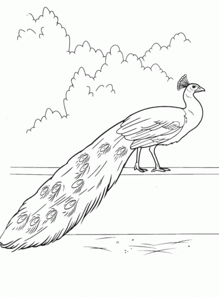 Peacock coloring page image