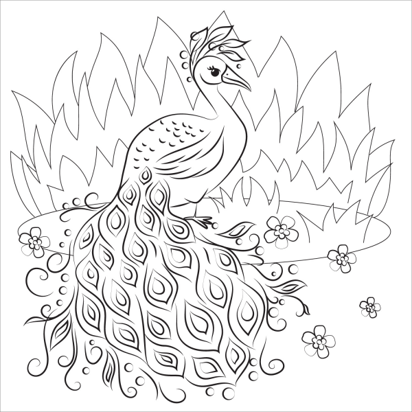 Peacock coloring page image