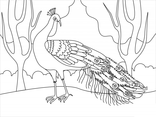 Peacock coloring page image