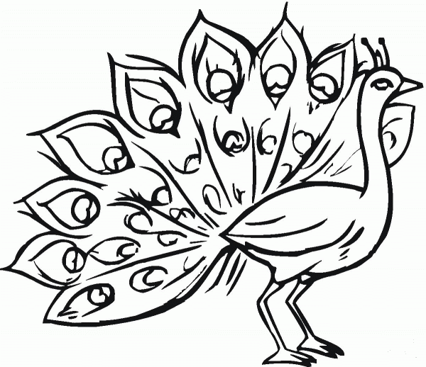 Peacock coloring page image