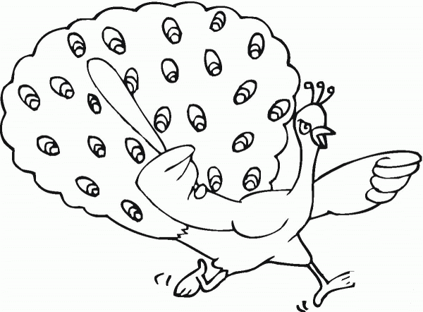 Peacock coloring page image