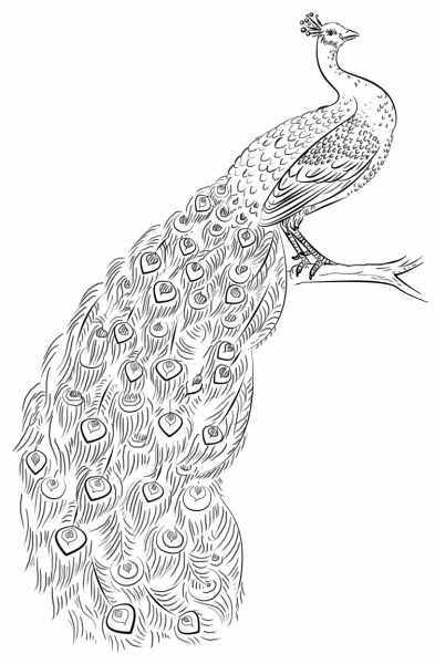 Peacock coloring page image