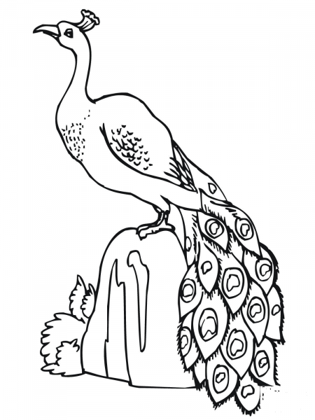 Peacock Standing on Stone coloring page image
