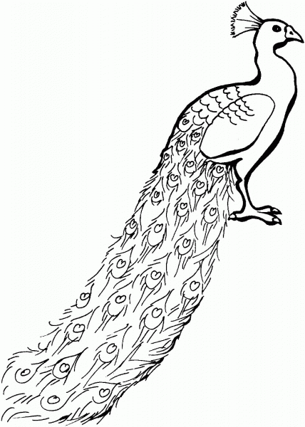 Peacock with Tail Down coloring page image