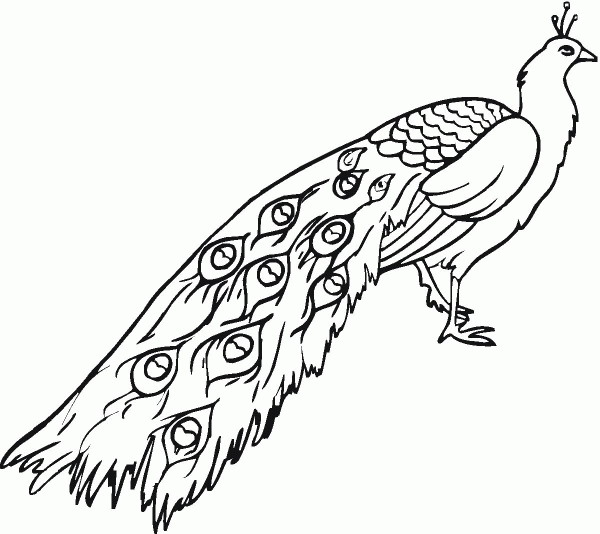 Peafowl coloring page image