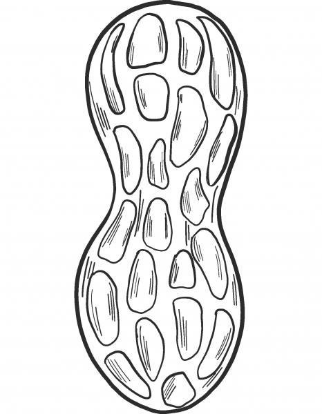 Peanut coloring page image