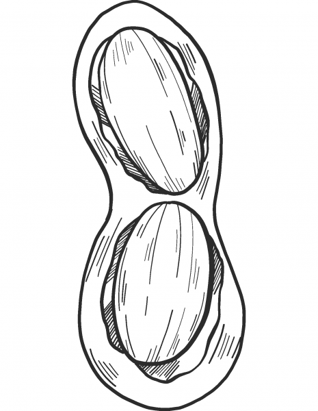 Peanut coloring page image