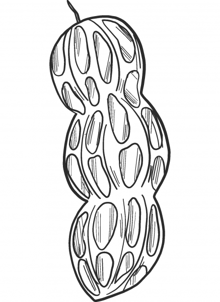Peanut coloring page image