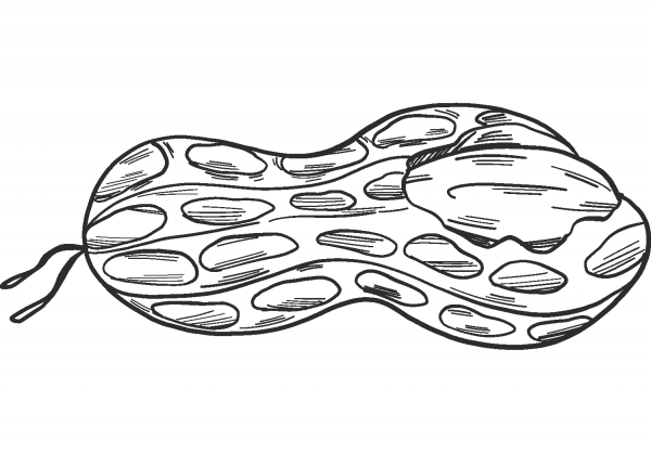 Peanut coloring page image