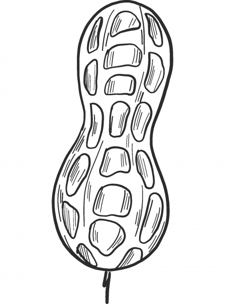 Peanut coloring page image